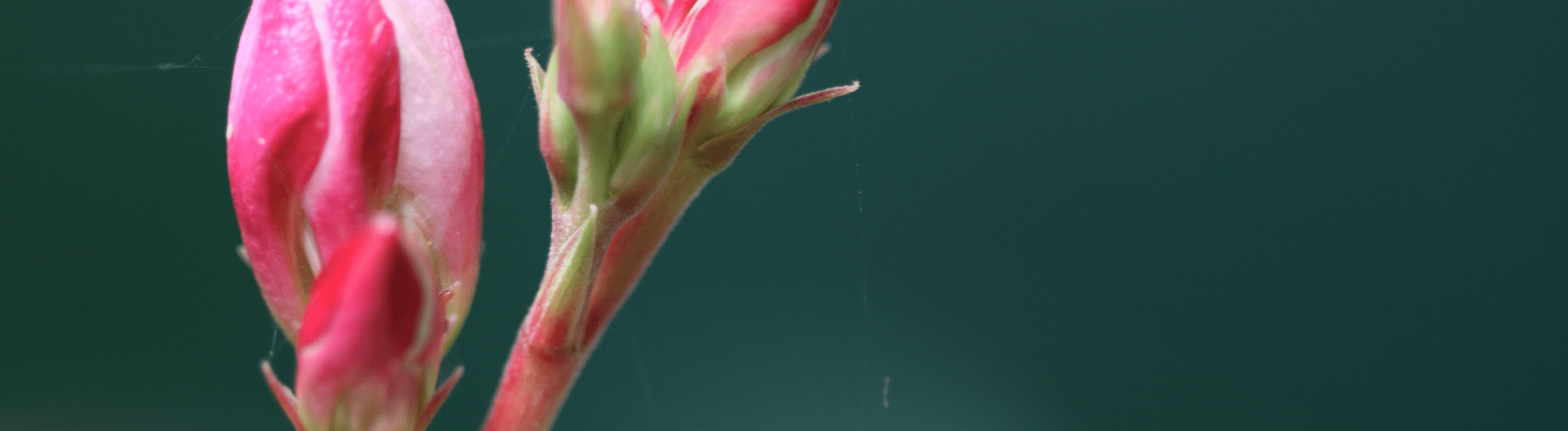 Flower buds
