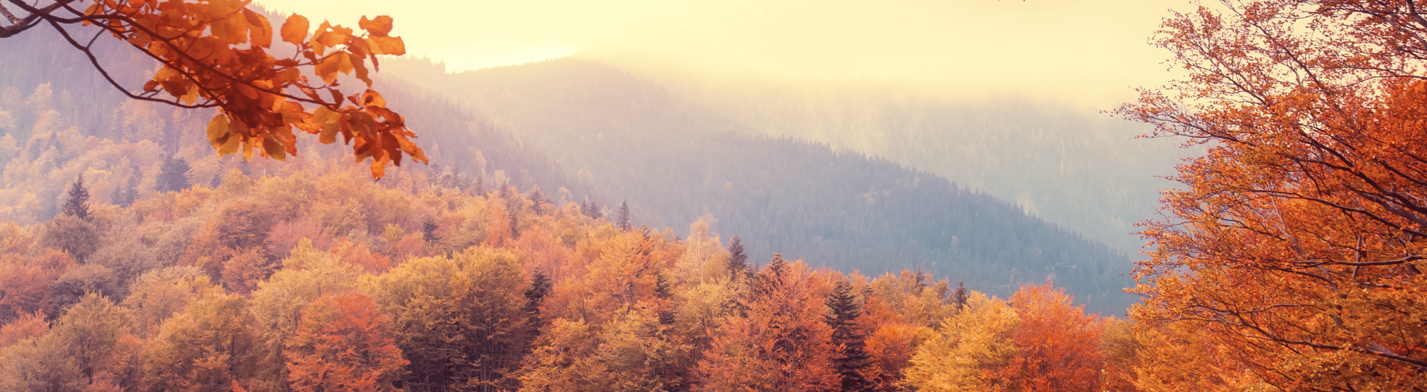 Fall landscape