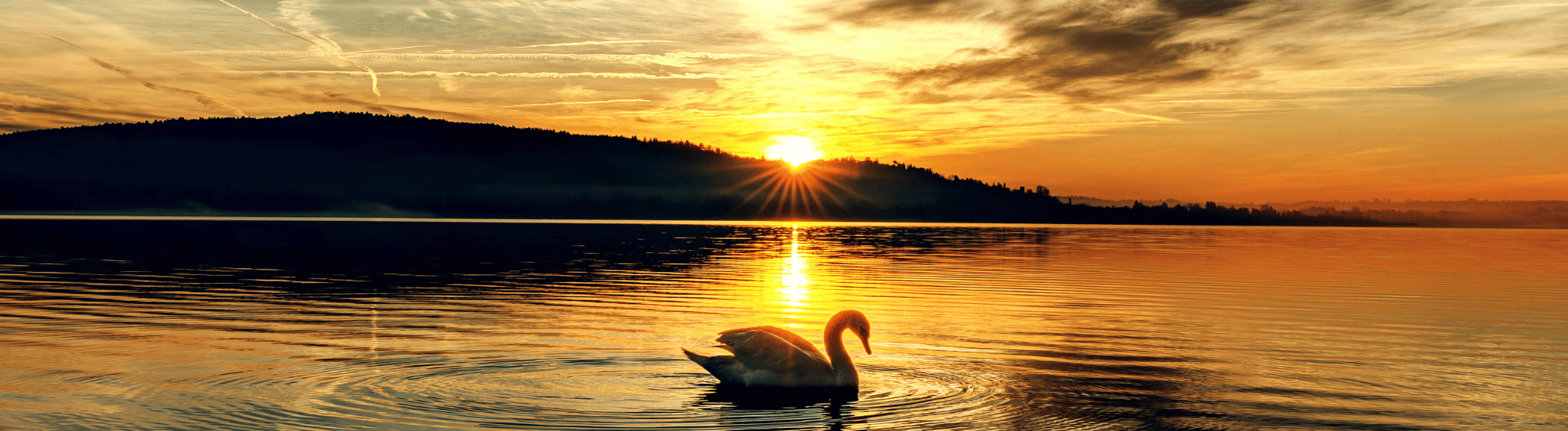 Swan in Sunset