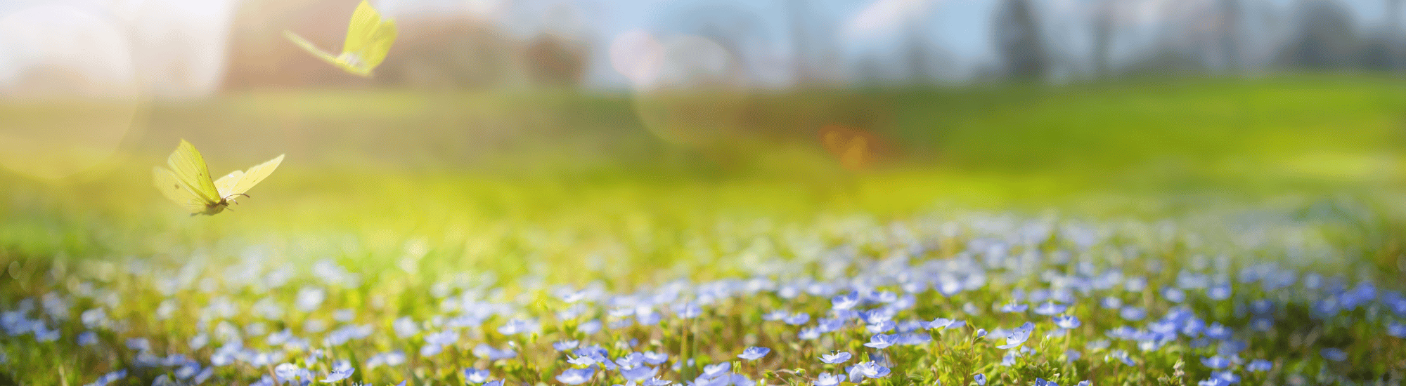 Flowers in a field with butterflies