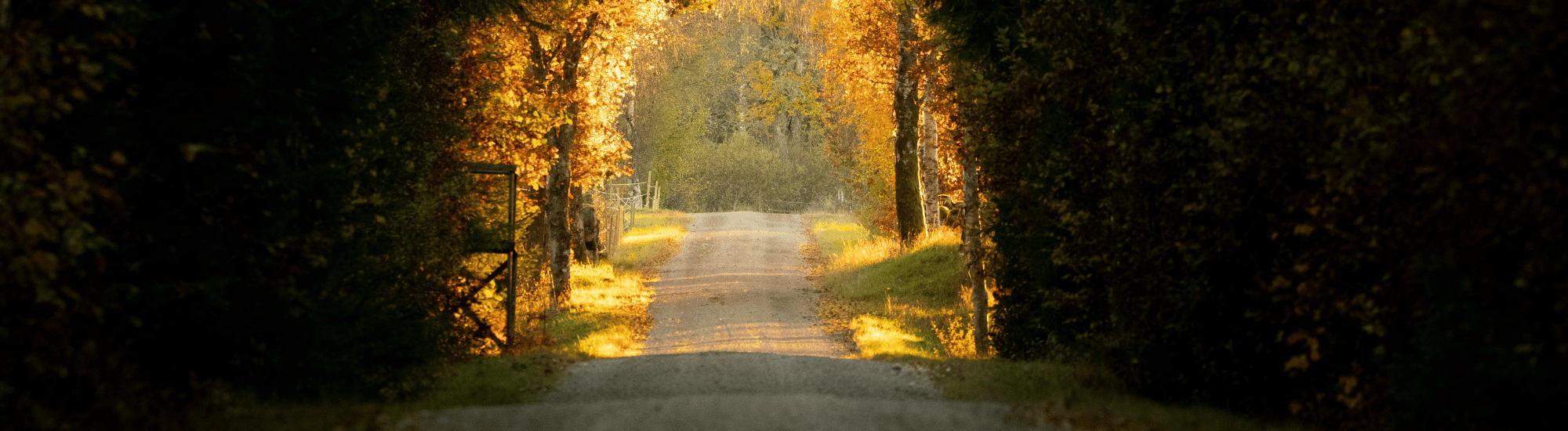 Pathway in Autumn