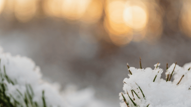Sunrise through snow-covered pines